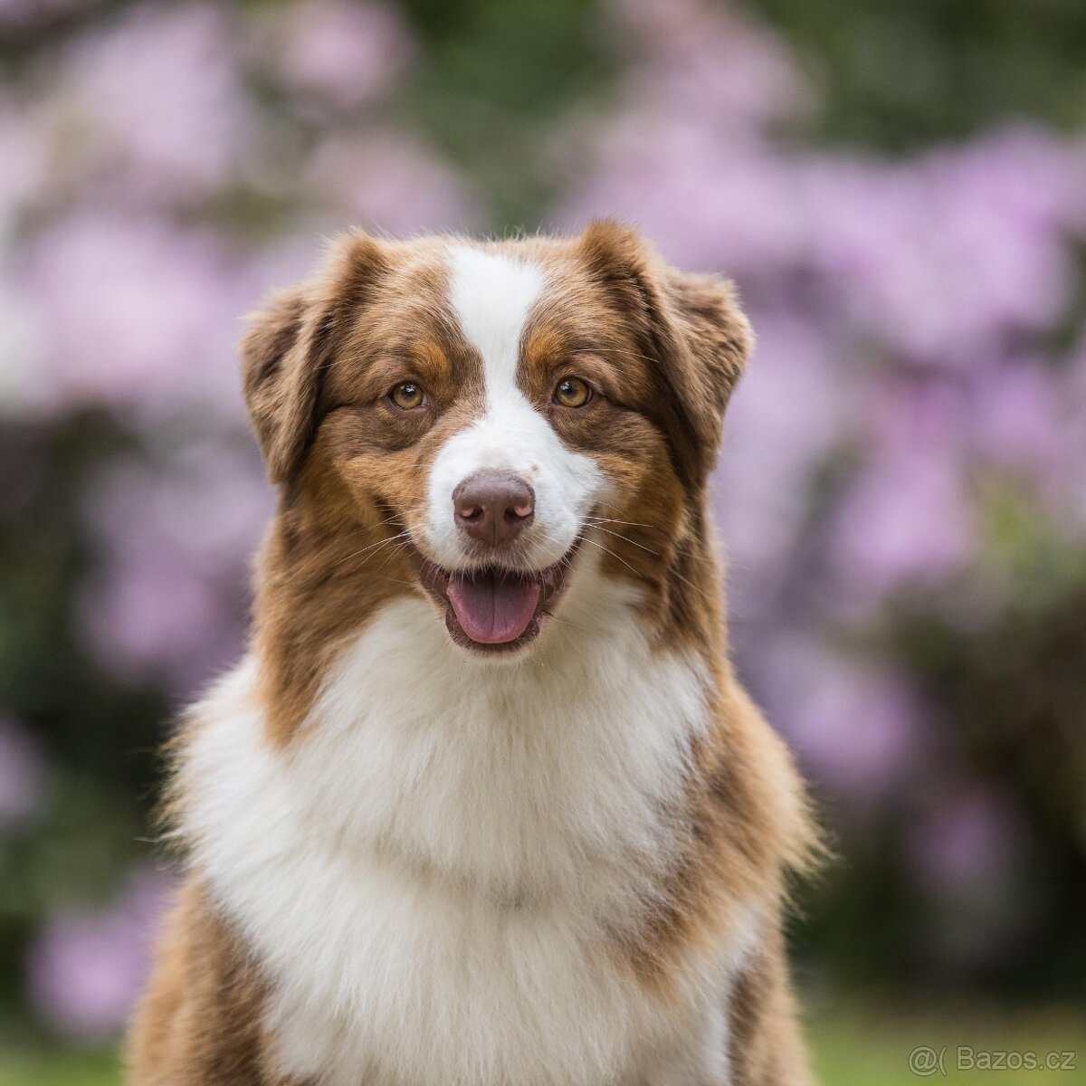 Australský ovčák s PP - 2