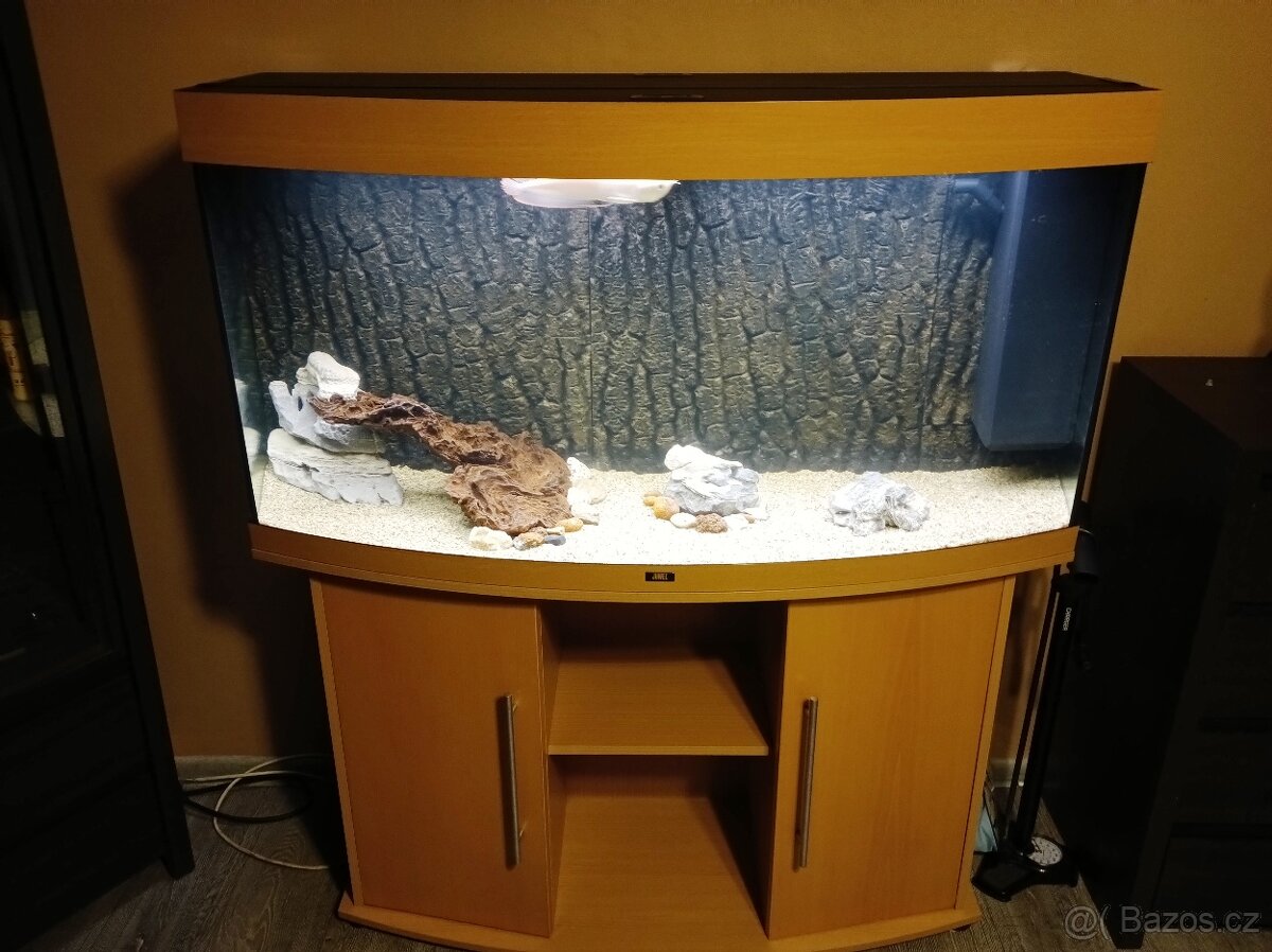 Arowana albino 30cm+včetně akvária juwel - 2