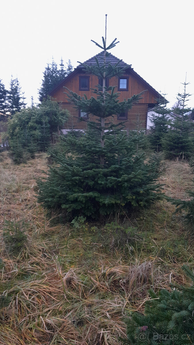 Chvojí jedle kavkazká - 2