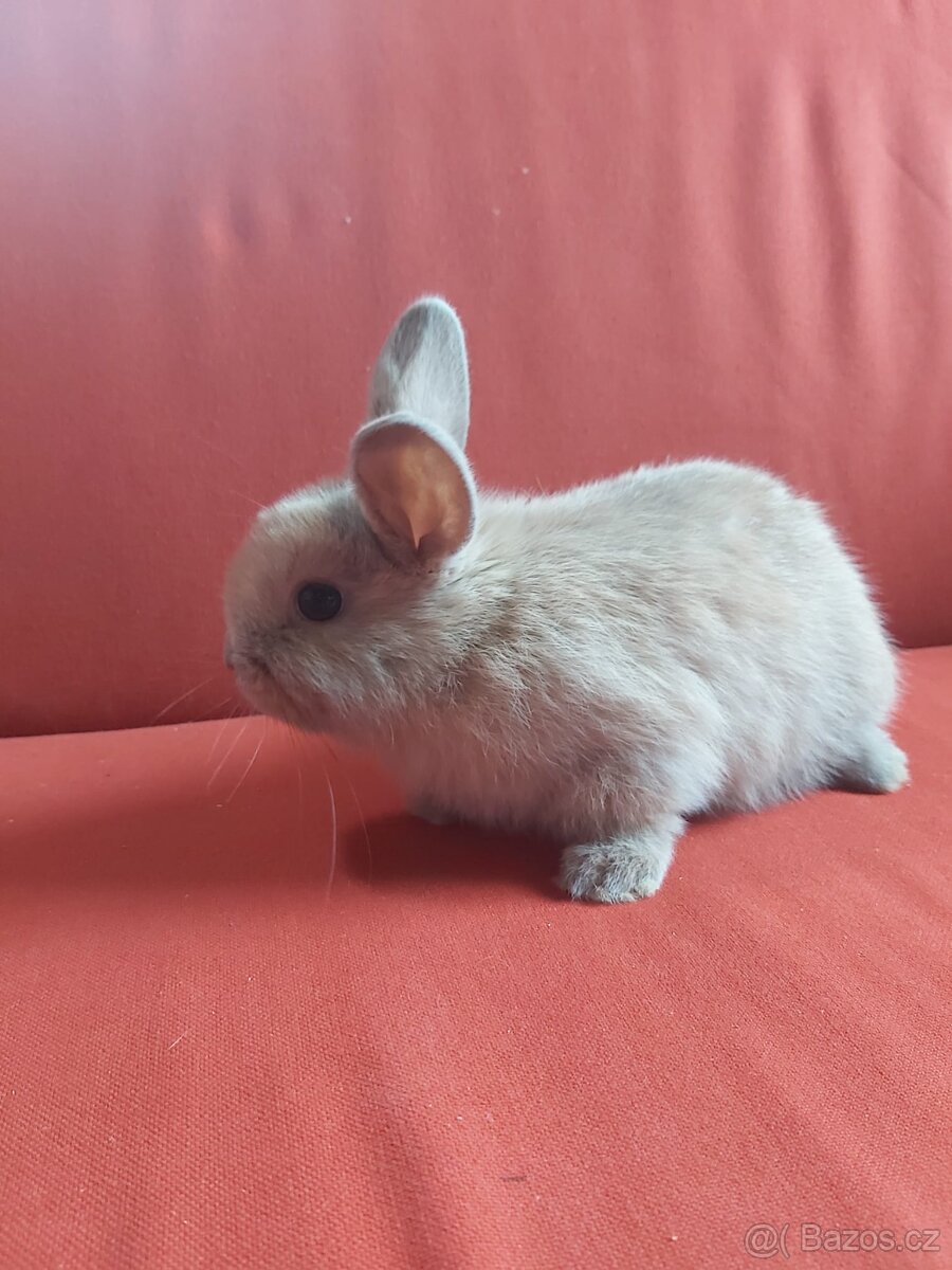 Zakrsly králík Snezenka - 2