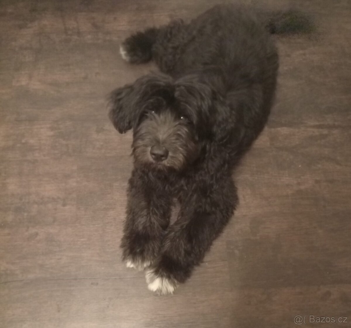 Štěně kříženec 2500 Kč. - 2