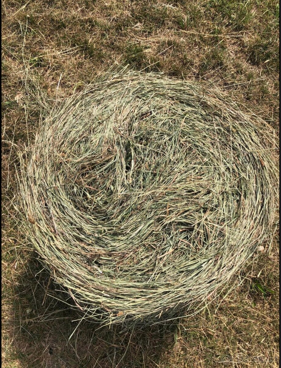 Male baliky sena - 2