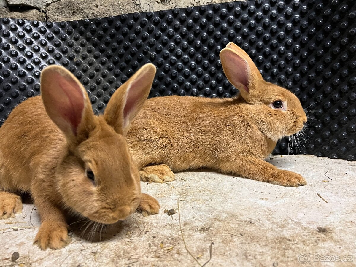 Burgundský králík - 2