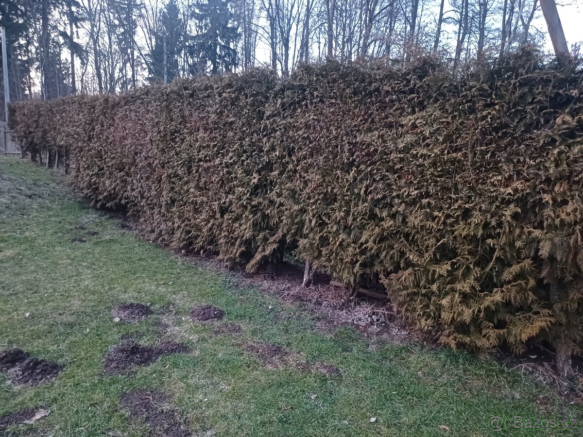 Prodám vzrostlé tůje na živý plot - 2