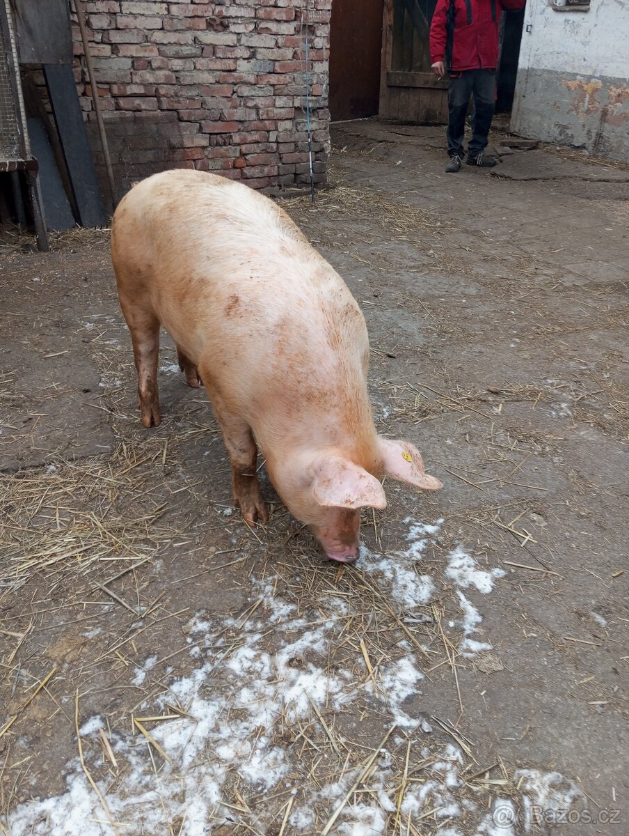 Doma vykrmené prasátko - 2