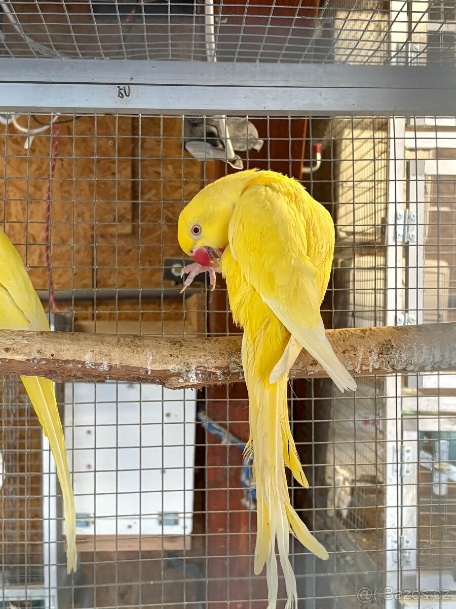 Alexandři malí lutino Samice - 2