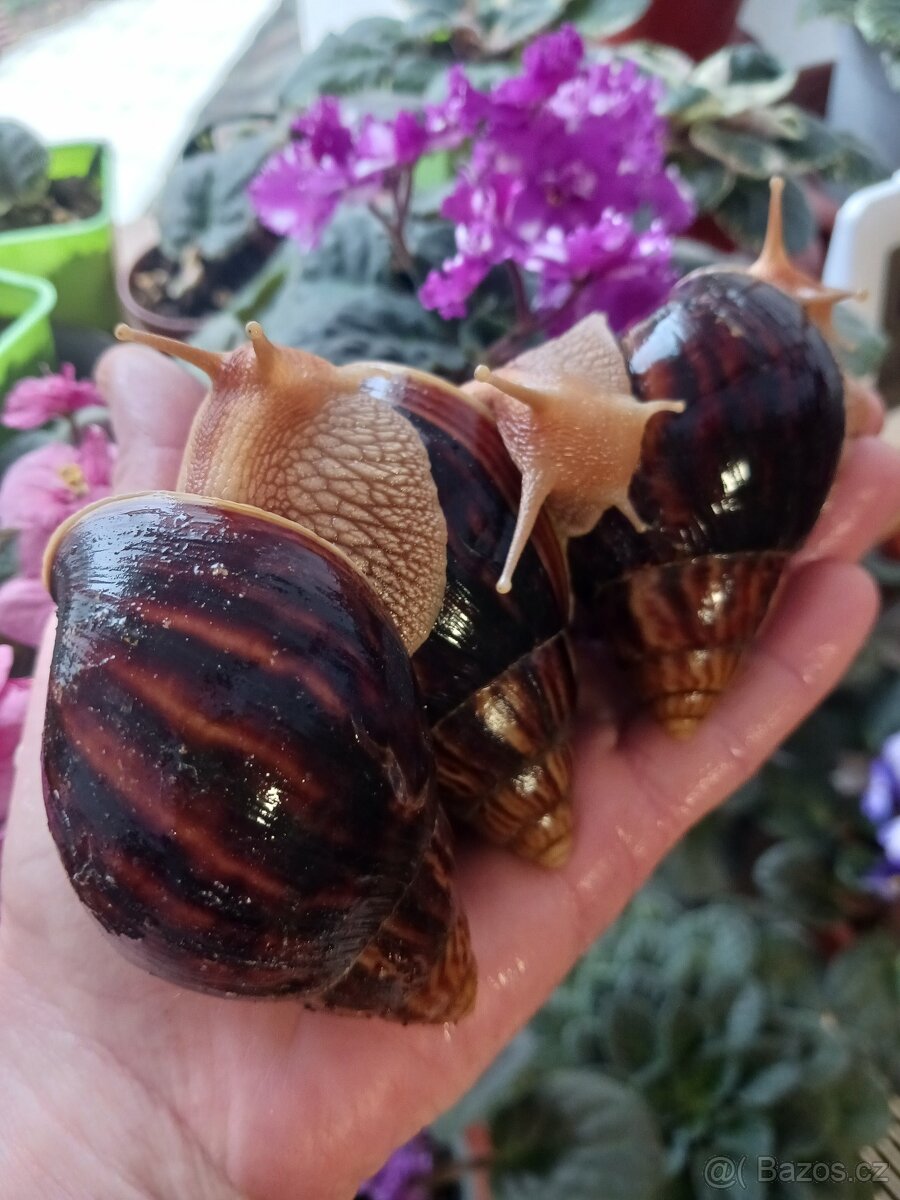 Afričtí šnečci - 2