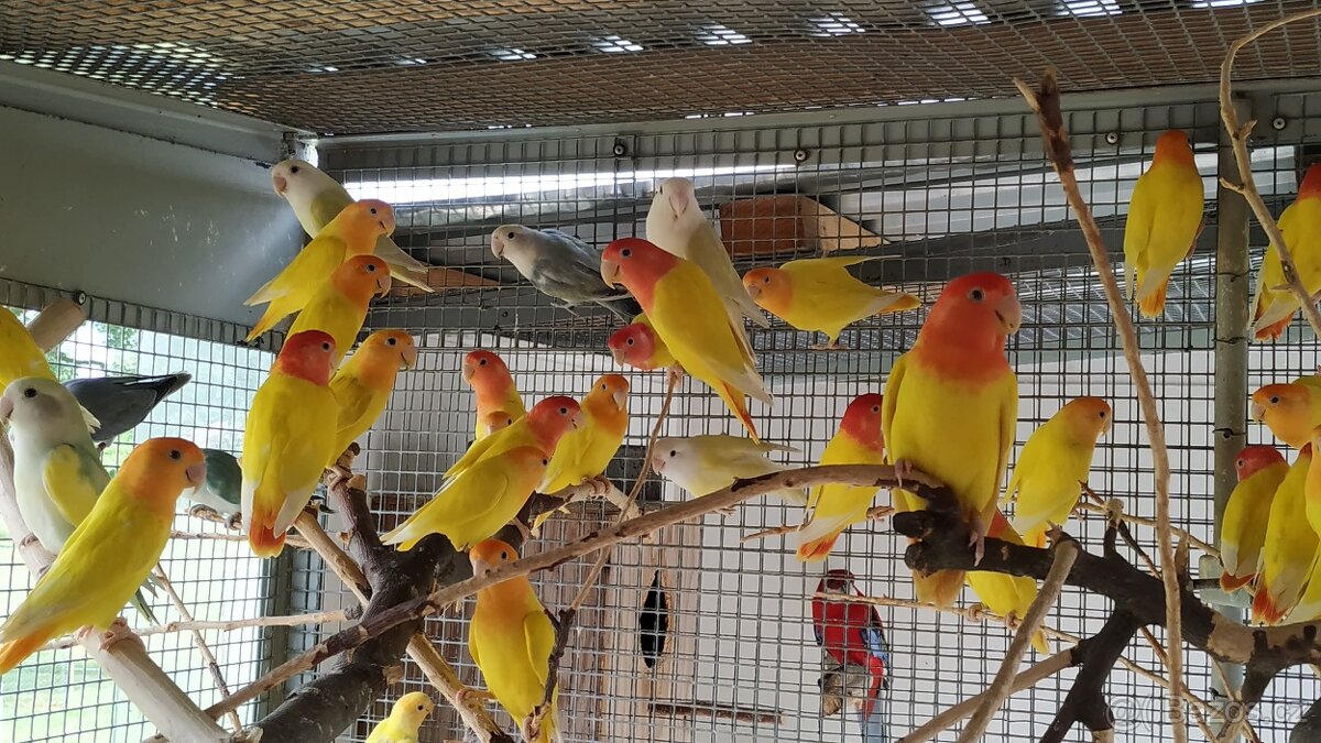 Agapornis ružovohrdly opalin - 2