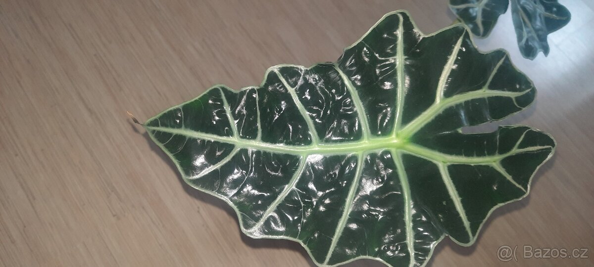 Alocasia Polly - 2