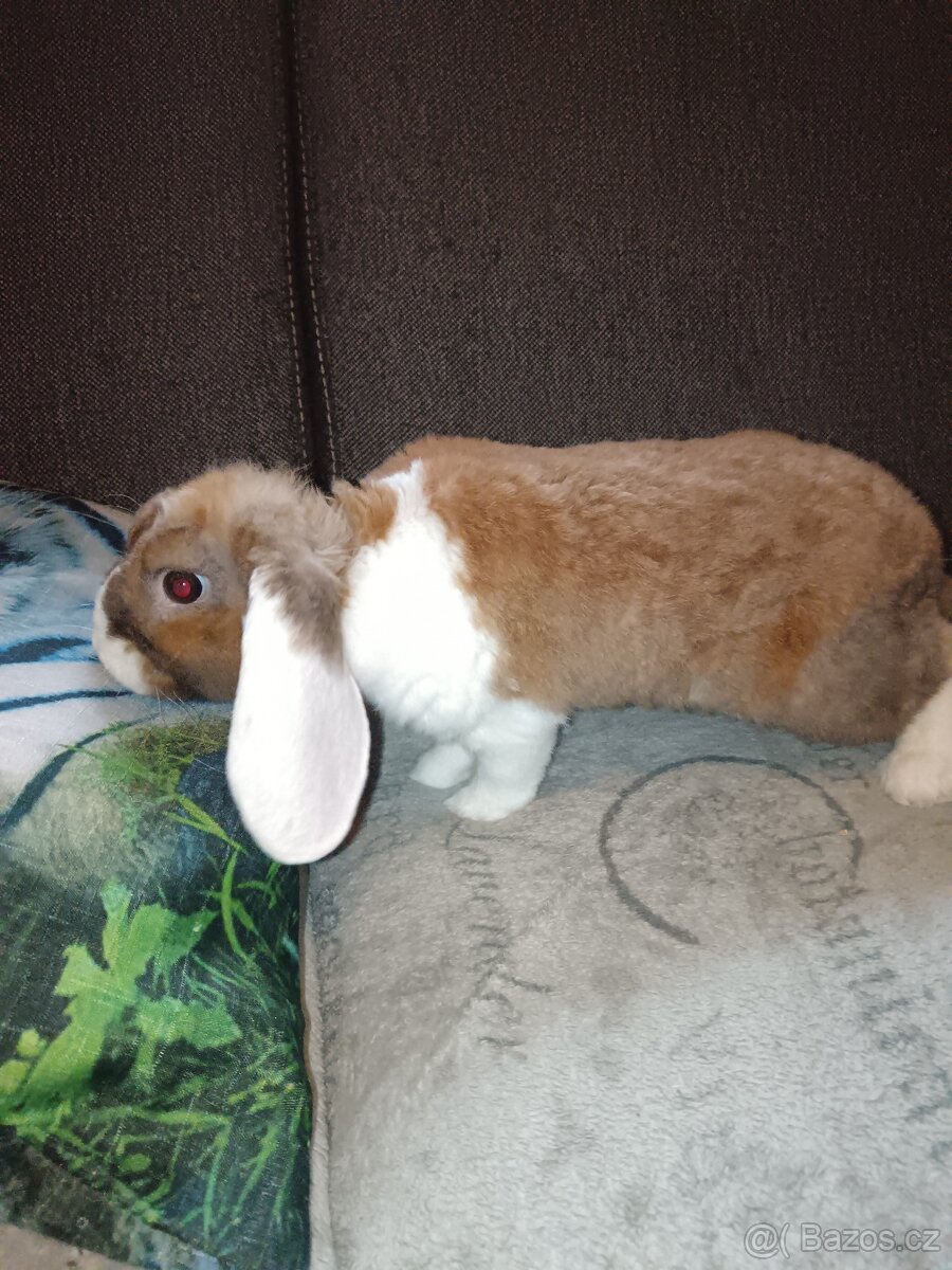Zakrslý králík beránek hnědý s bílým - kluk - 2