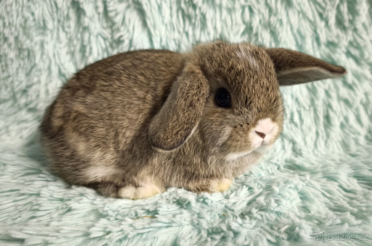 ⭐️ Vánoční ⭐️ Zakrslý beránek 🍀 S2 🍀 - 2