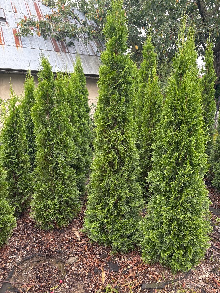 Túje Smaragd na živý plot - 2