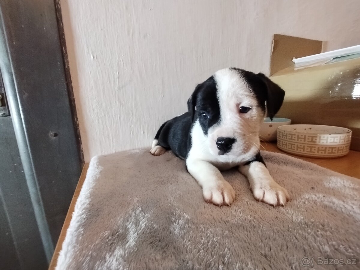 Štěňata - 2