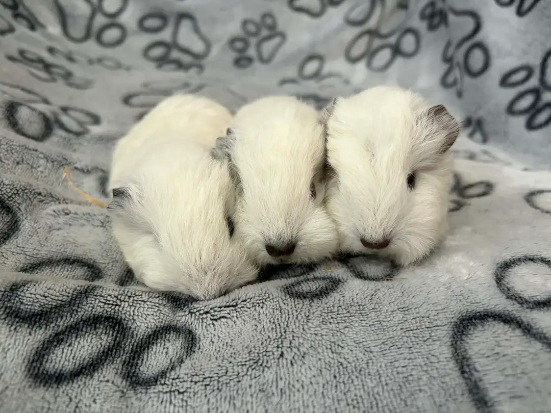 Morče, morčátko (Teplicko či přepravce) - 2