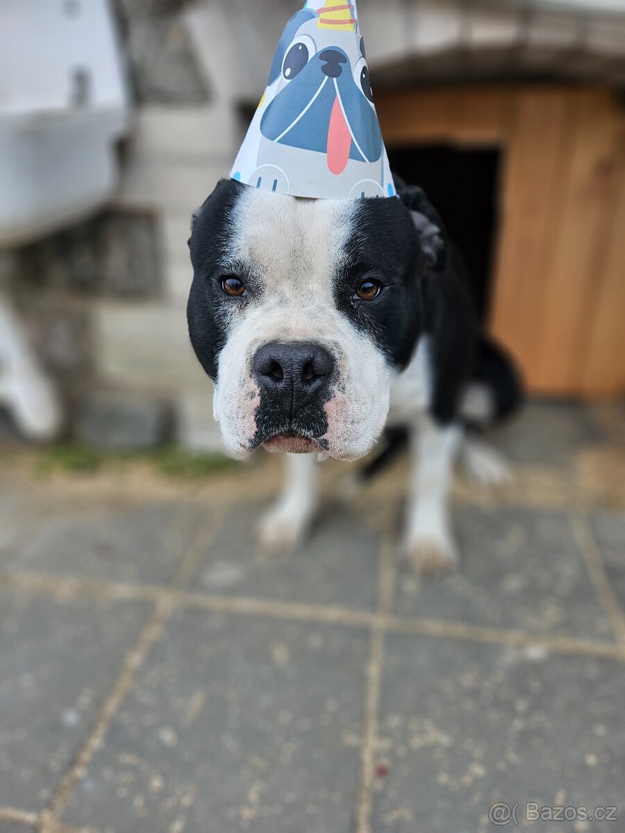 Americký stafordšírský teriér - 2