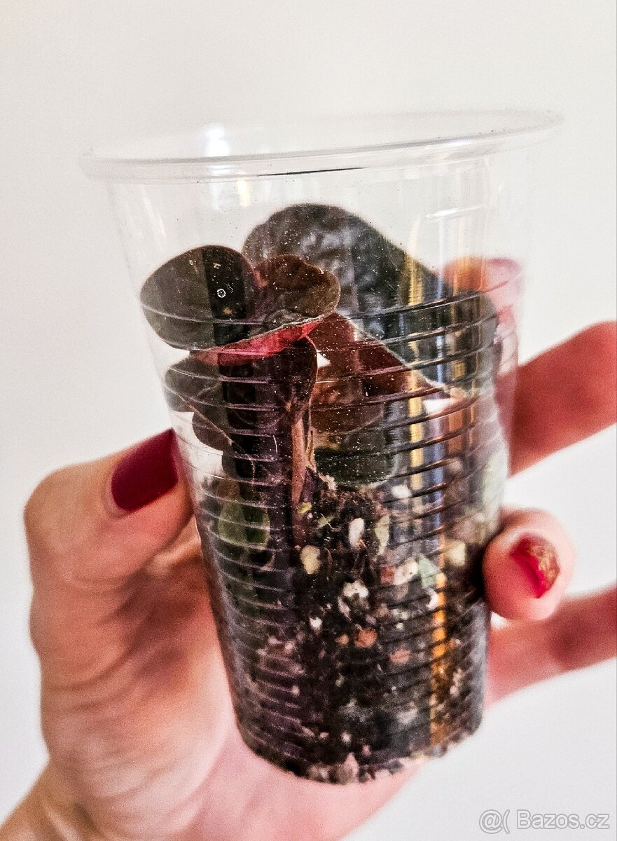 Peperomia Chocolat - 2