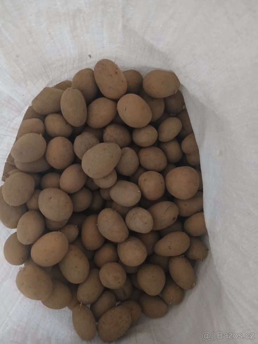 Sadbové brambory Antonie - 2