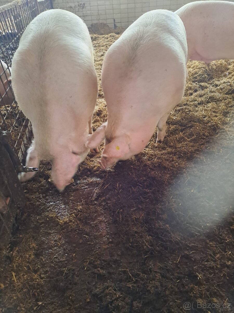 Vykrmená prasata - 2