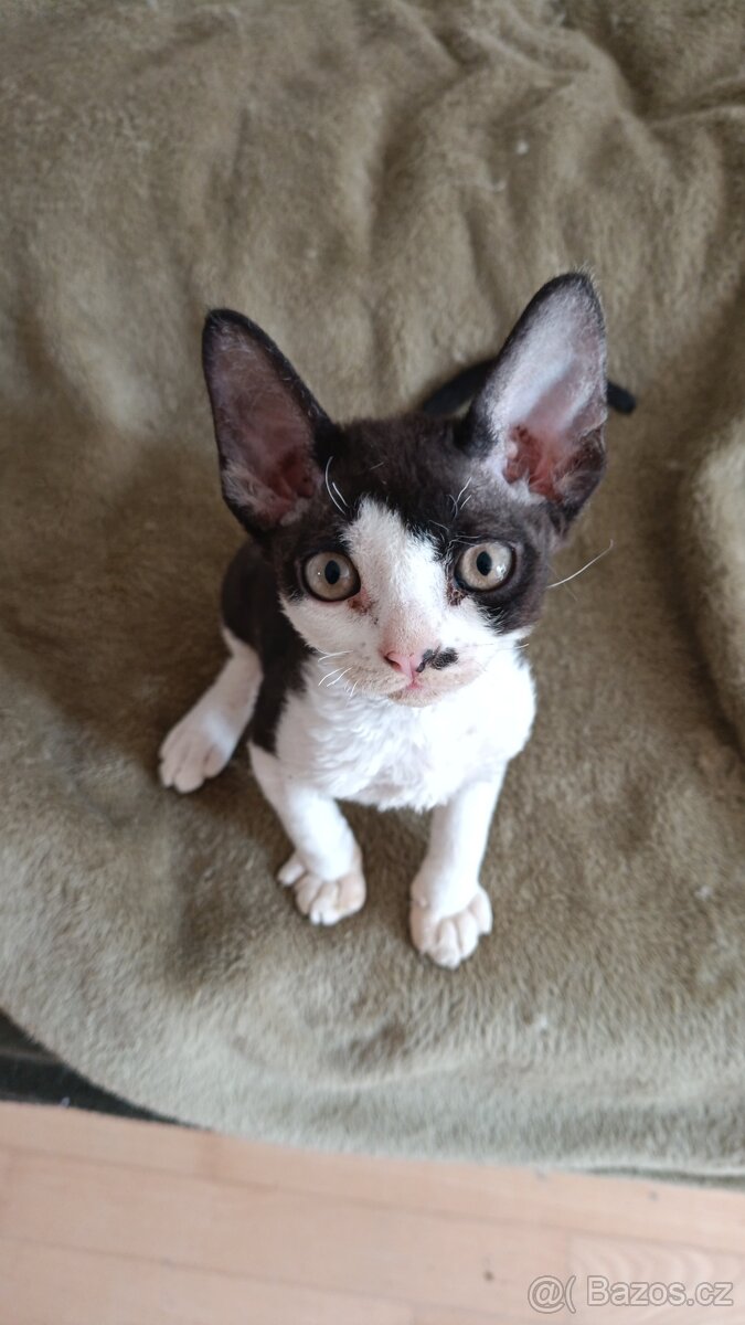 Devon Rex - koťátko bez PP - 2