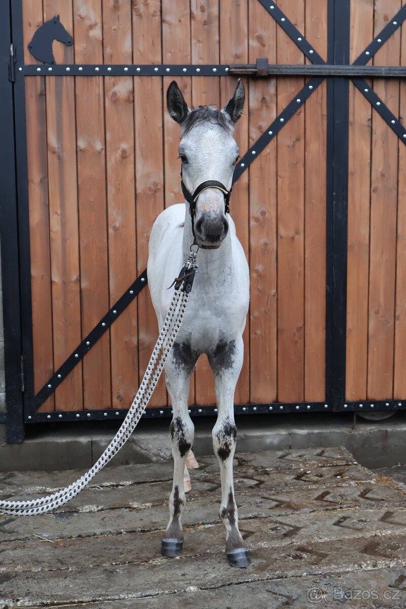 Appaloosa hřebeček - 2
