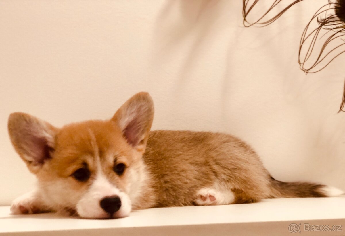 welsh corgi - 2
