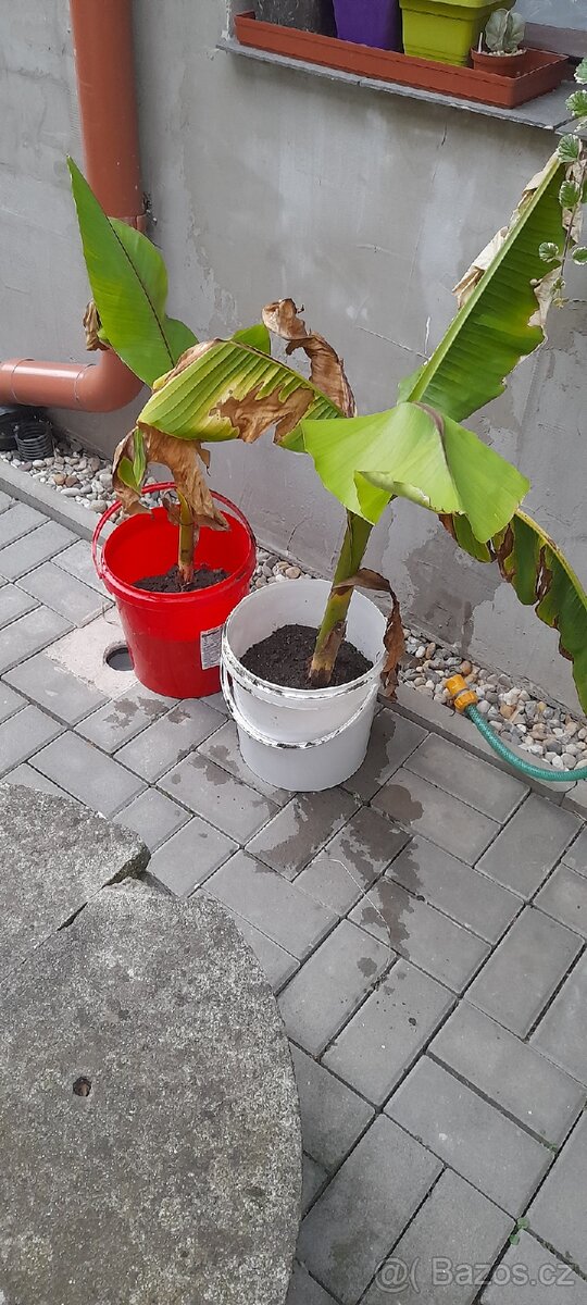 Bananovnik - 2