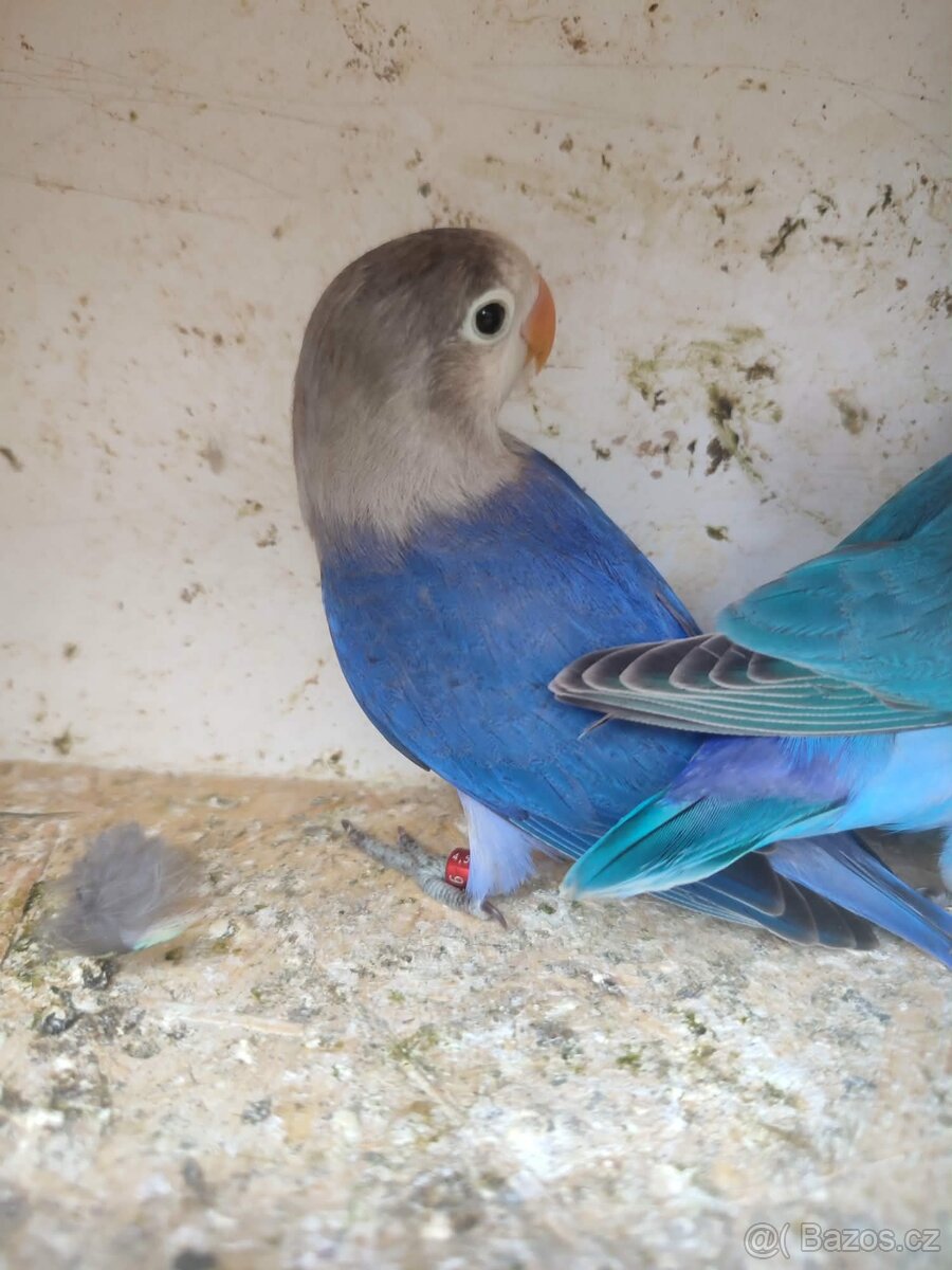 Agapornis - 2