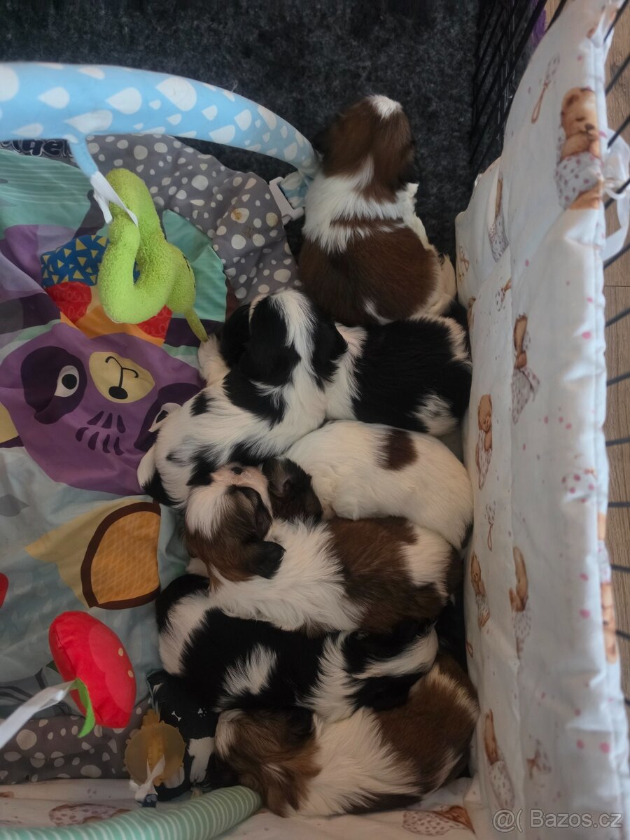 Shih-tzu, shih tzu - 2