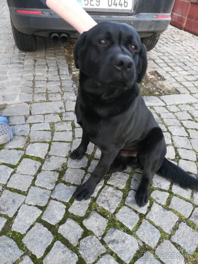 Nabízím ke krytí psa plemene Labrador retriever černé barvy - 2