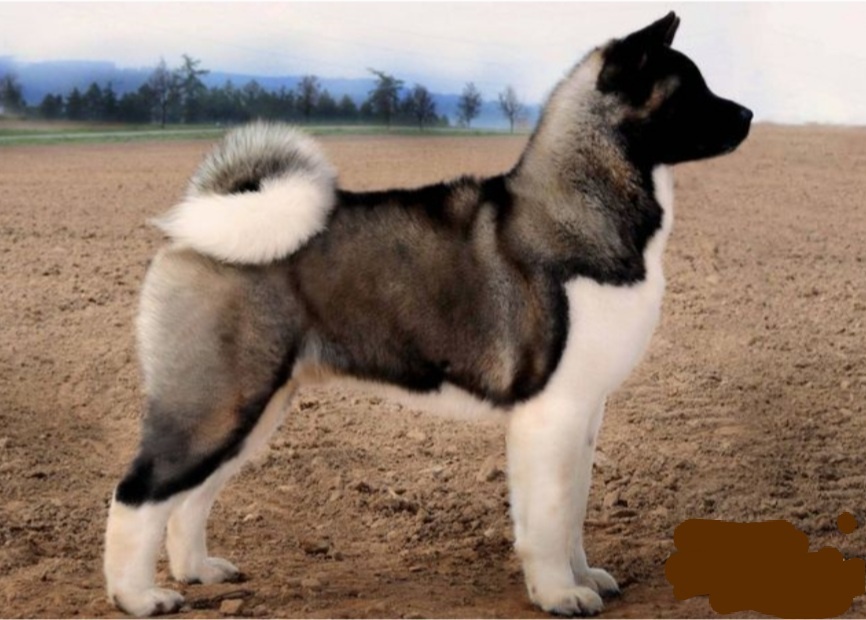 Americká akita - 2