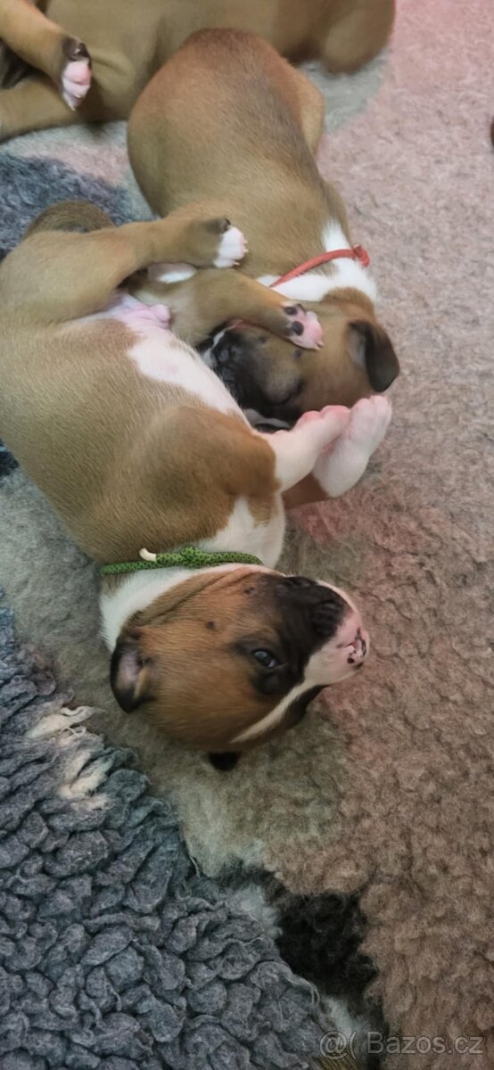 Americký stafordšírský teriér s PP - 2