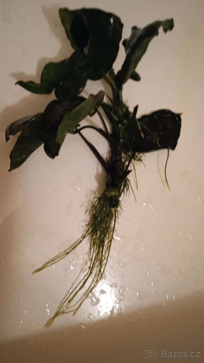 Akvarijní rostliny - 2