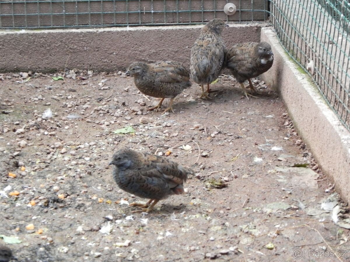 Křepelka čínská prodej - 2