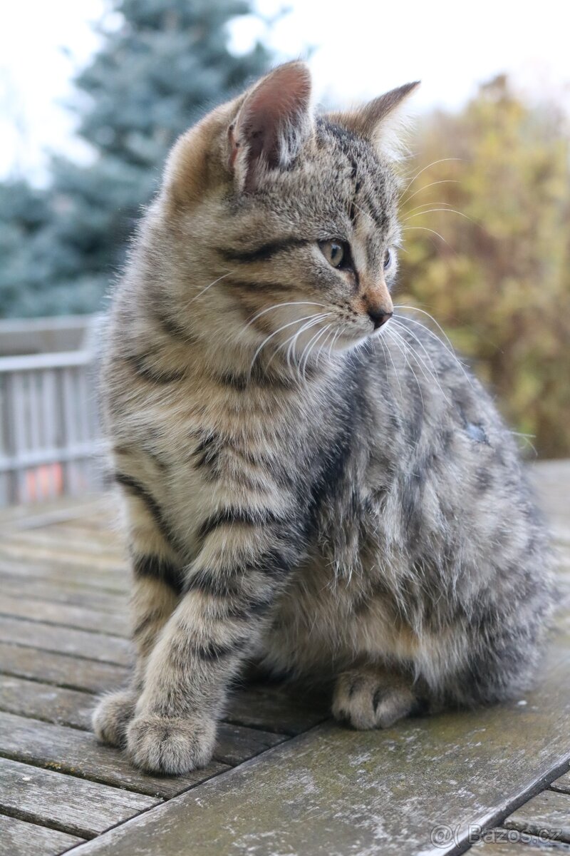 Daruji koťátko - 2