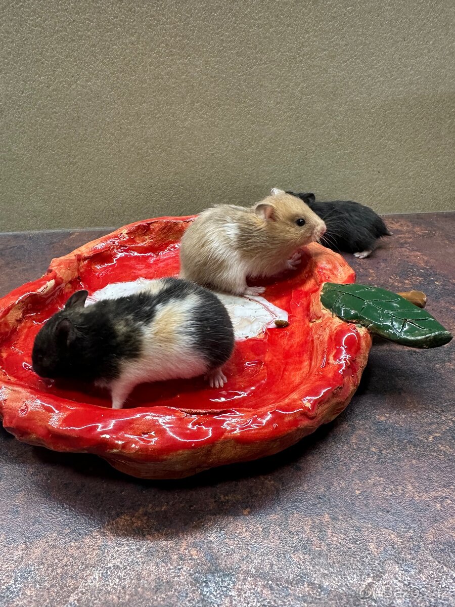 Křeček zlatý (syrský) - 2