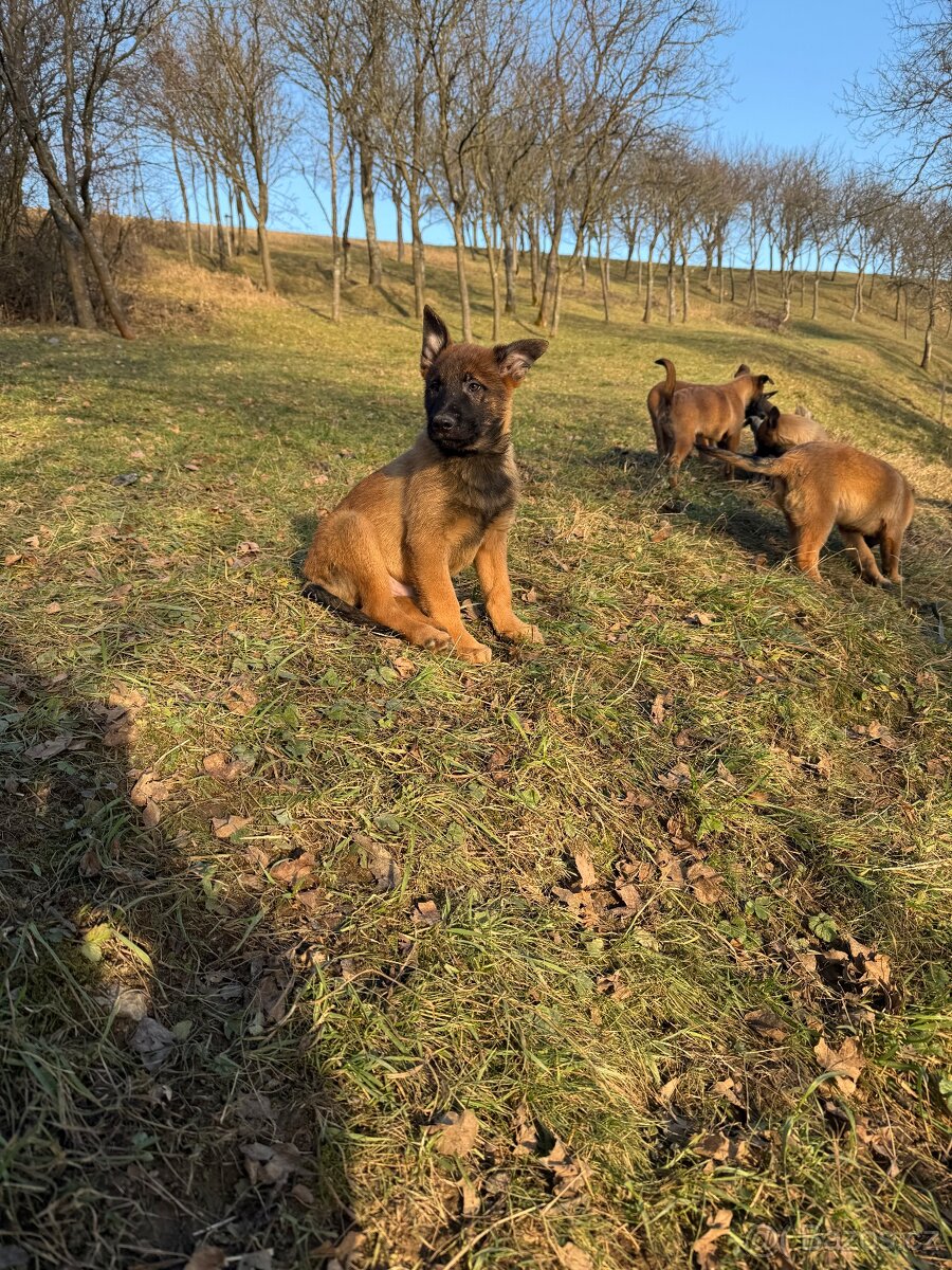 Štěňata belgický ovčák - 2