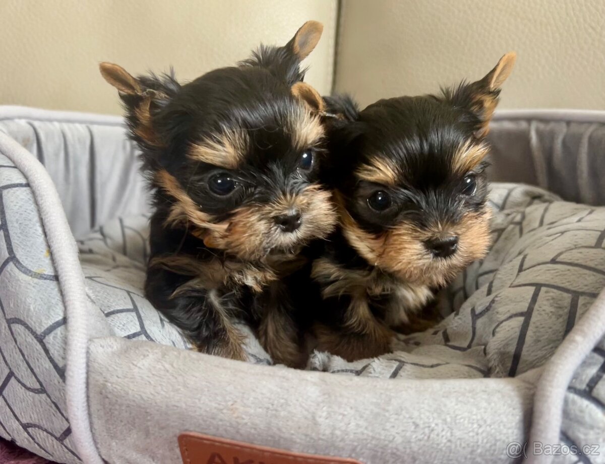 JORKŠÍRSKÝ TERIÉR s PP (FCI) - 2