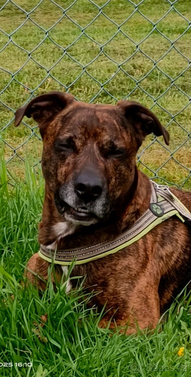 🐕 Krytí psa-hledáme fenečku 🐕 - 2