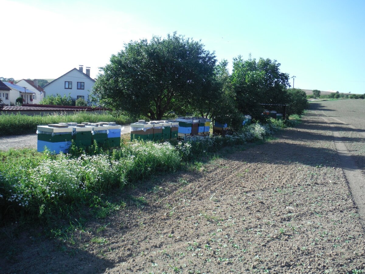 Prodej včelstev i železných stojanů - 2