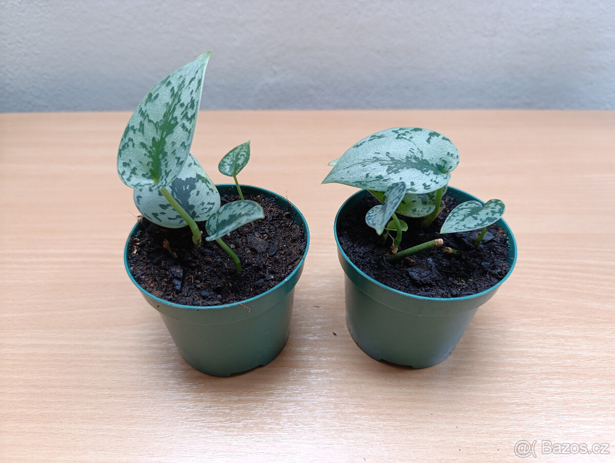 Scindapsus hederaceus "Silver Lady" - 2