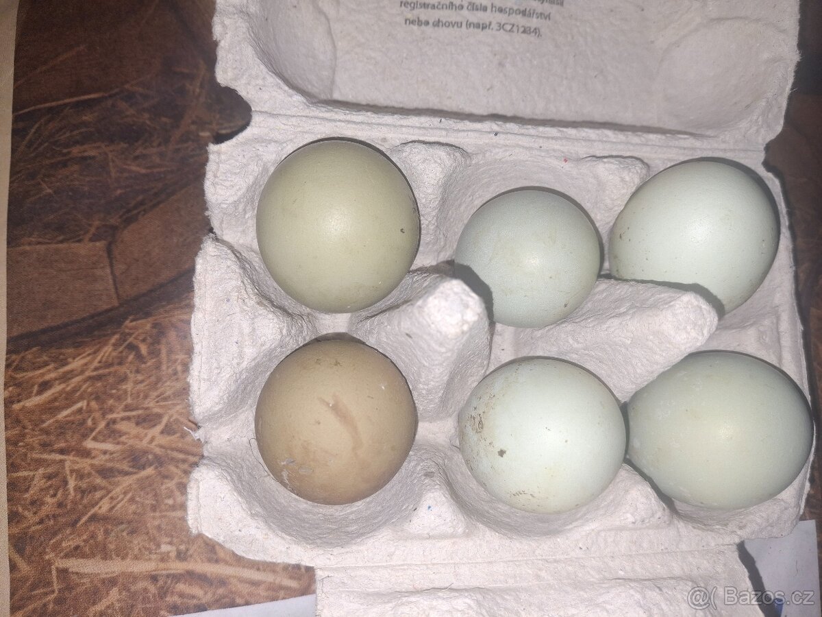 Kurice, slepice, nosnice - 2