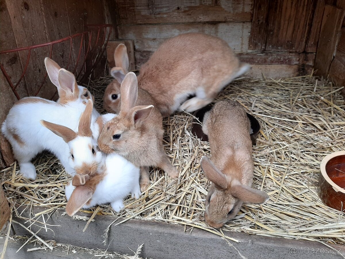 Prodám králíky Český strakáč. - 2