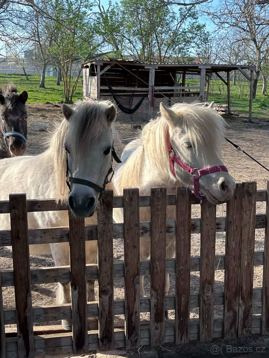 pony wpb - 2