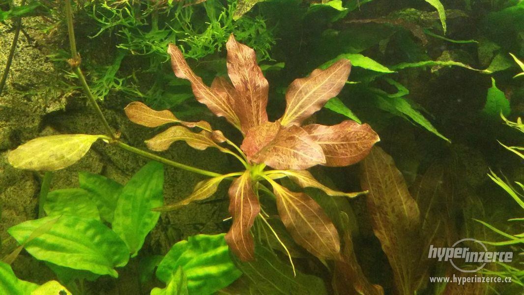 Echinodorus ocelot red - 2