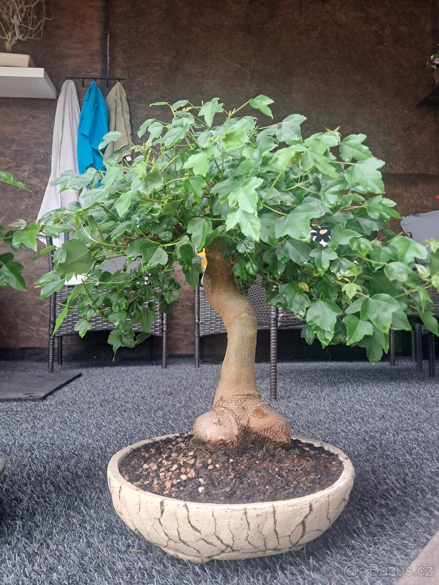 Bonsaj, bonsai - 2