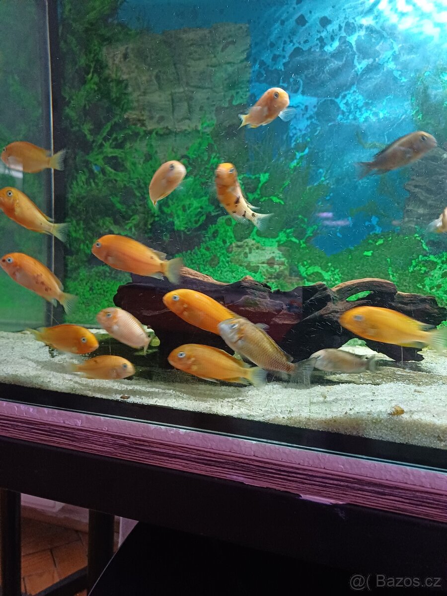 Tropheus bishop - 2