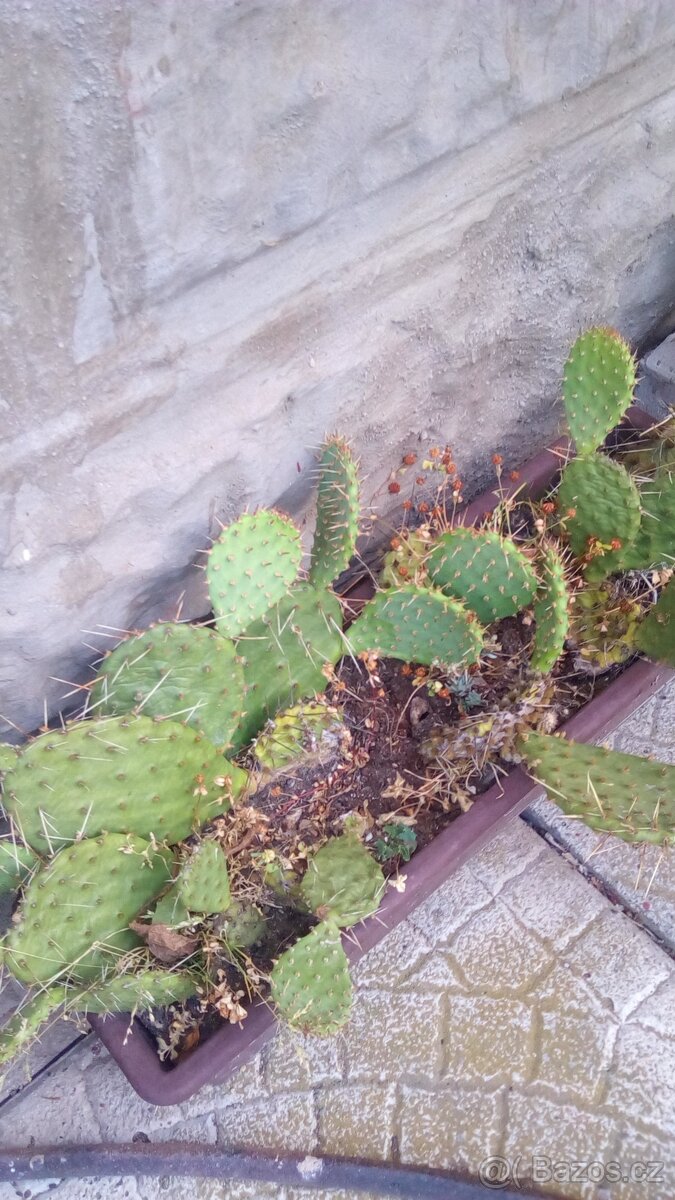 Sazenice rostlin - 2