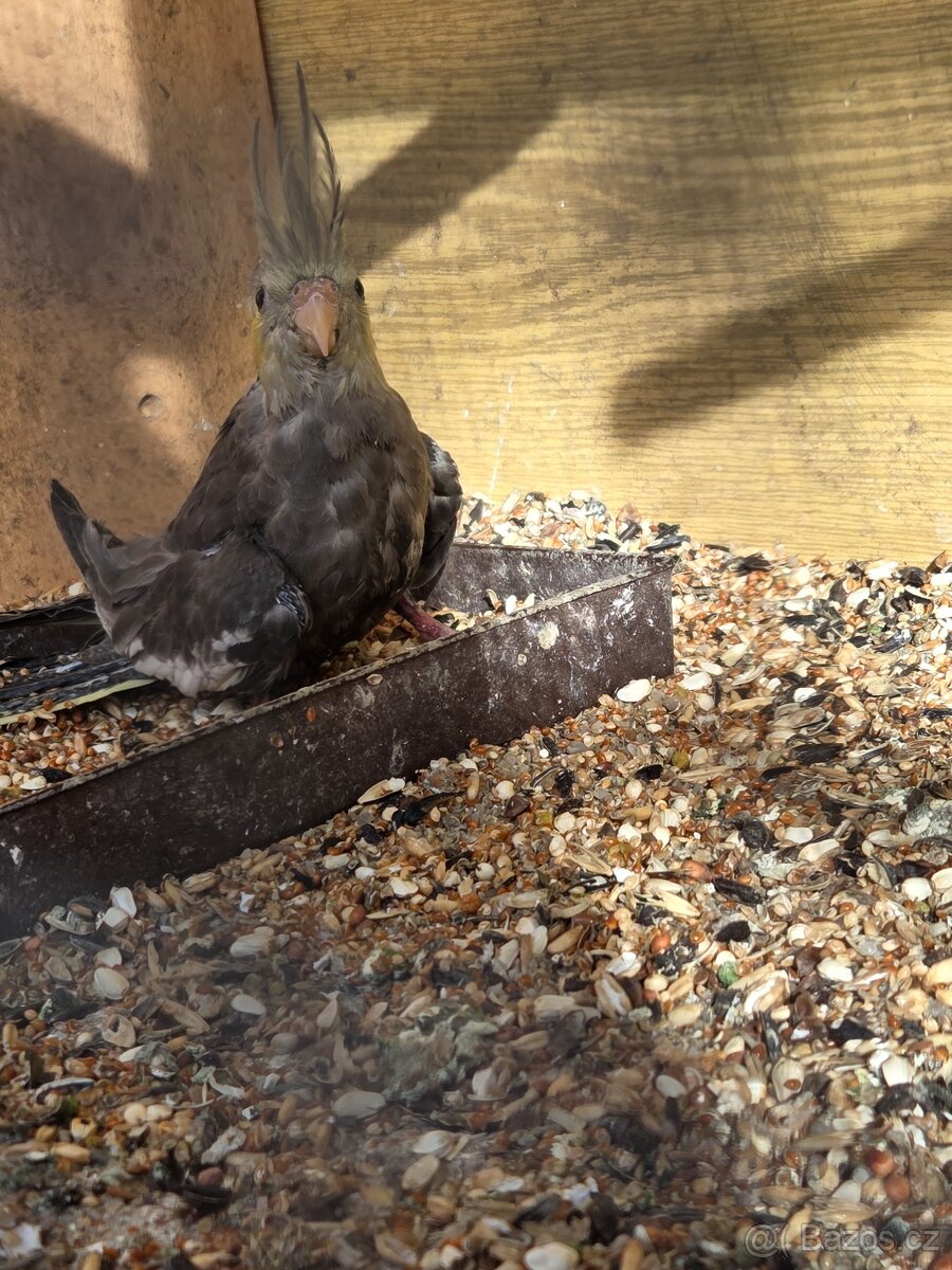 Korela chocholatá - 2