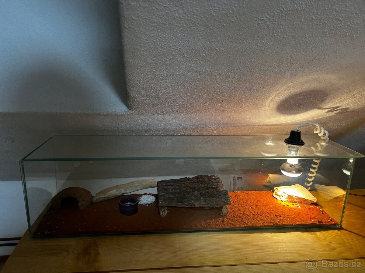 Gekončík noční - 2