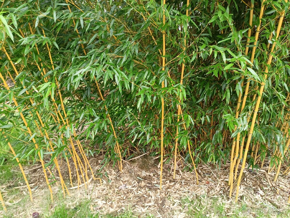 Mrazuvzdorný bambus - 2
